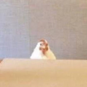 Meet your Posher, Kobe